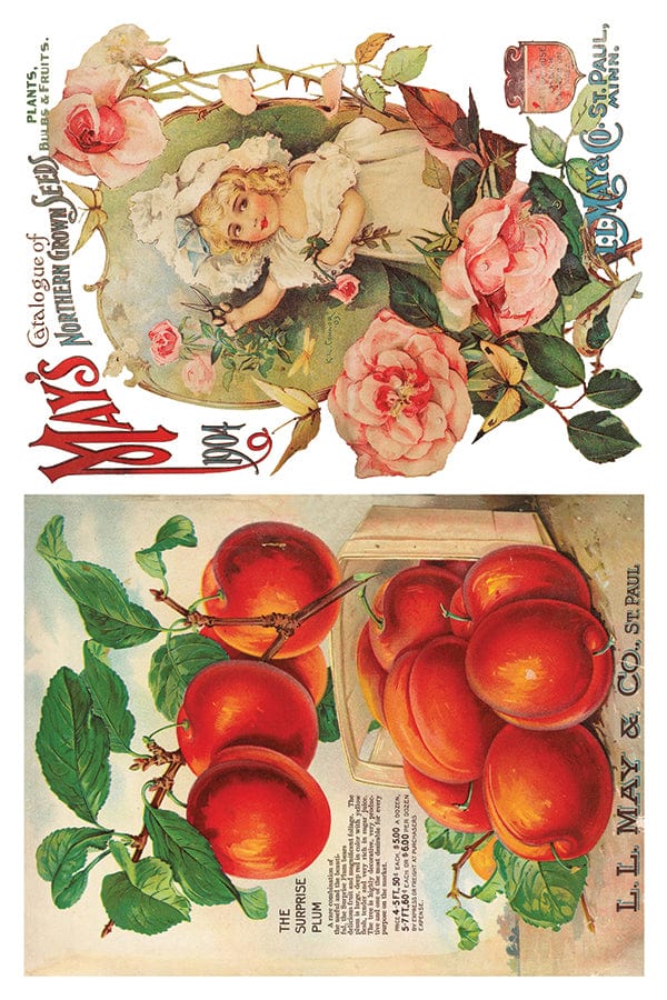 Seed Catalogue Transfer IOD New Summer Collection Release 2023 Pickin' Boots Vintage